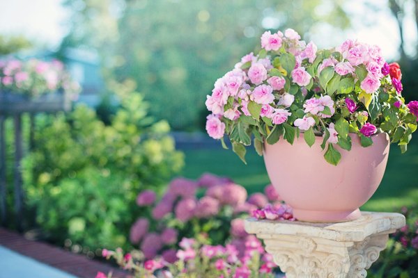 Aménagez un Potager Épanoui chez Vous : Guide Pratique et Conseils Essentiels