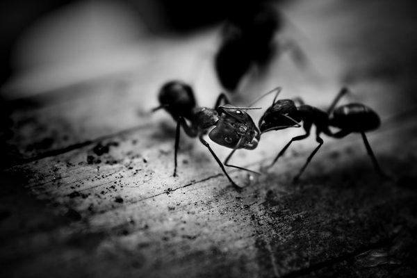 Astuces d'un expert anti nuisibles pour une maison sereine